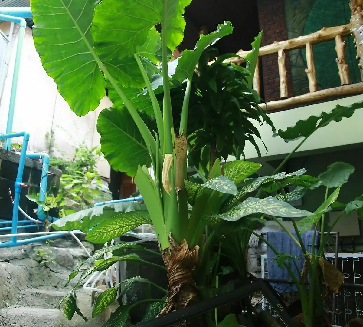 ** Gæstehus J.T. House Hotel Phi Phi Thailand